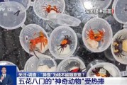 邹平@铲屎官们 养“异宠”或危害国家安全 这些行为违法了